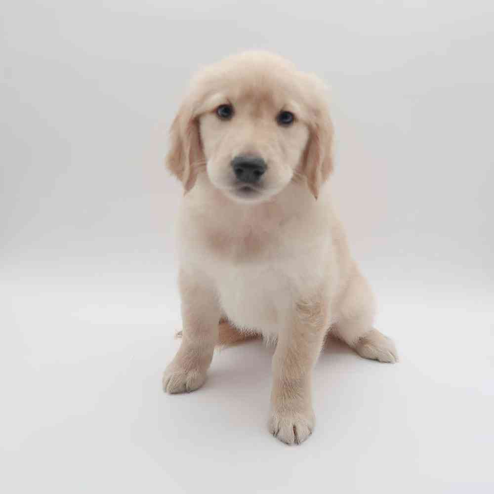 Female Golden Retriever Puppy for Sale in Las Vegas, NV