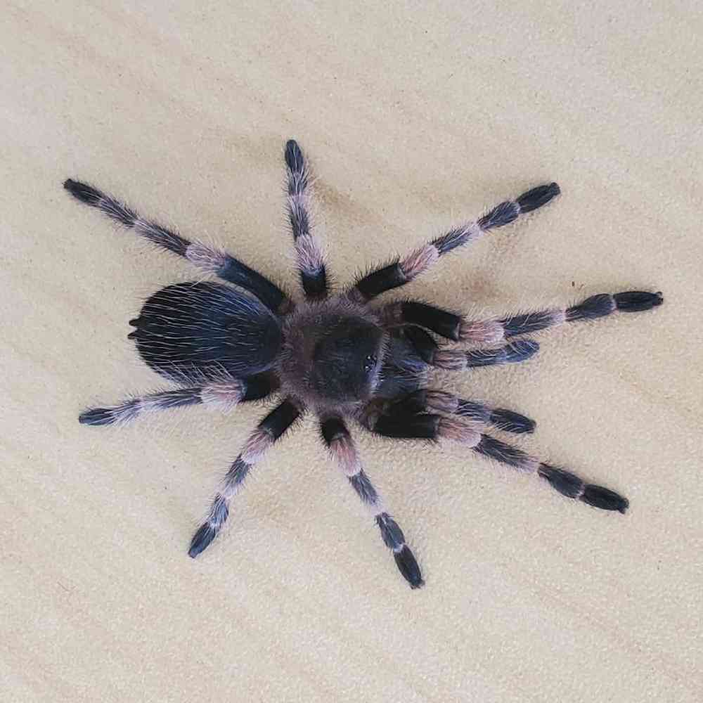 Unknown Mexican Red Kneed Tarantula Arachnid for sale