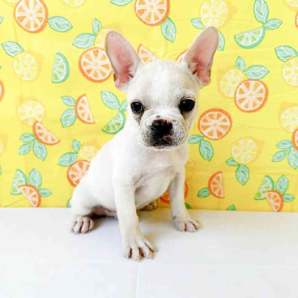 Male French Bulldog Puppy for Sale in Las Vegas, NV