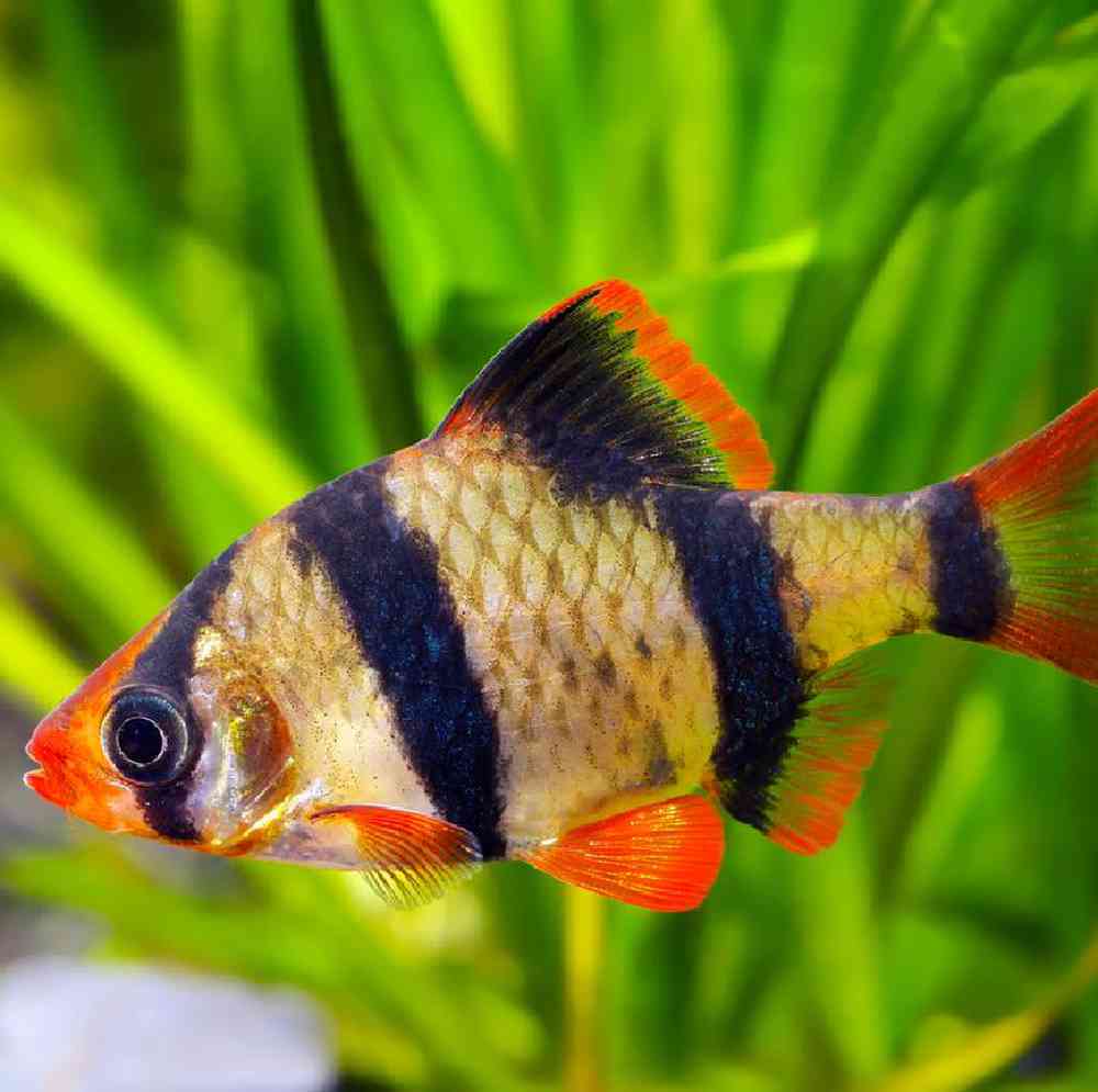 Unknown Barbs Freshwater Fish for sale
