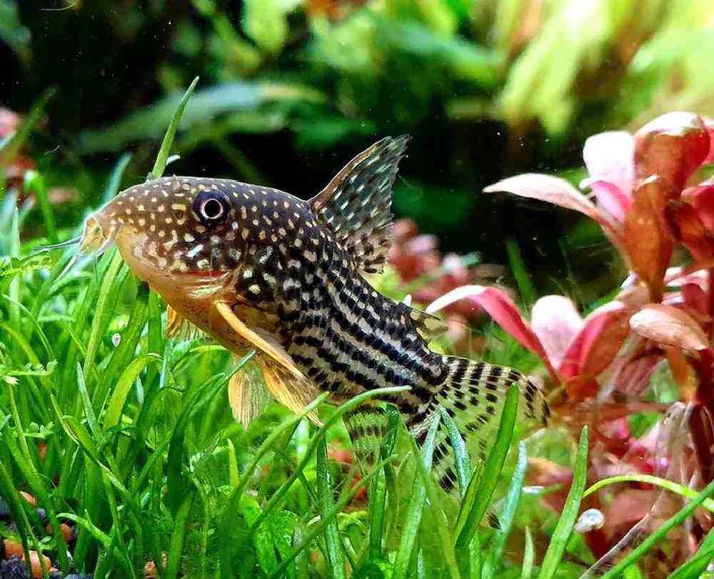 Unknown Corydora Catfish Freshwater Fish for sale
