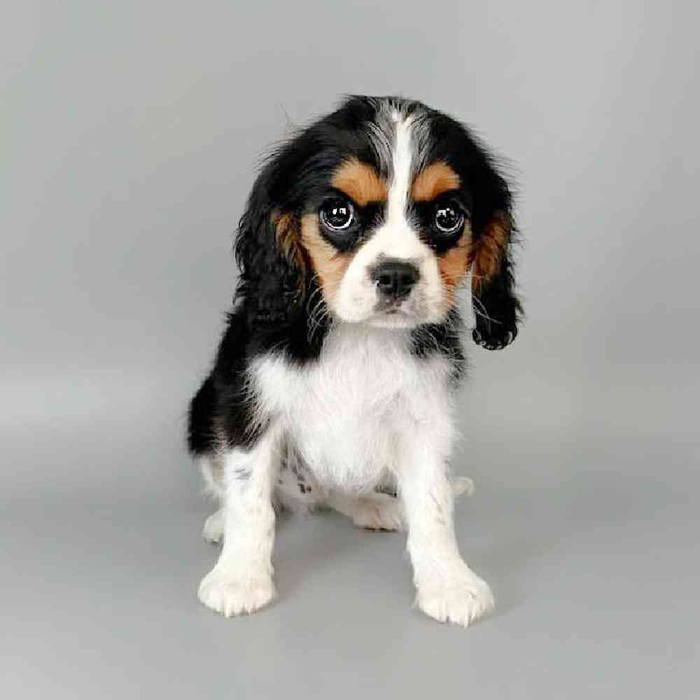 Male Cavalier King Charles Spaniel Puppy for Sale in Las Vegas, NV
