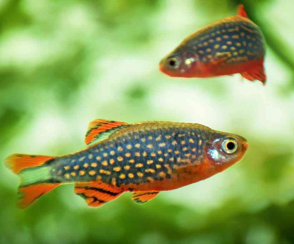 Unknown Rasboras Freshwater Fish for sale