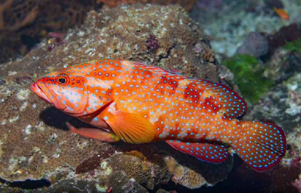 Unknown Groupers Red V-Tail Saltwater Fish for sale