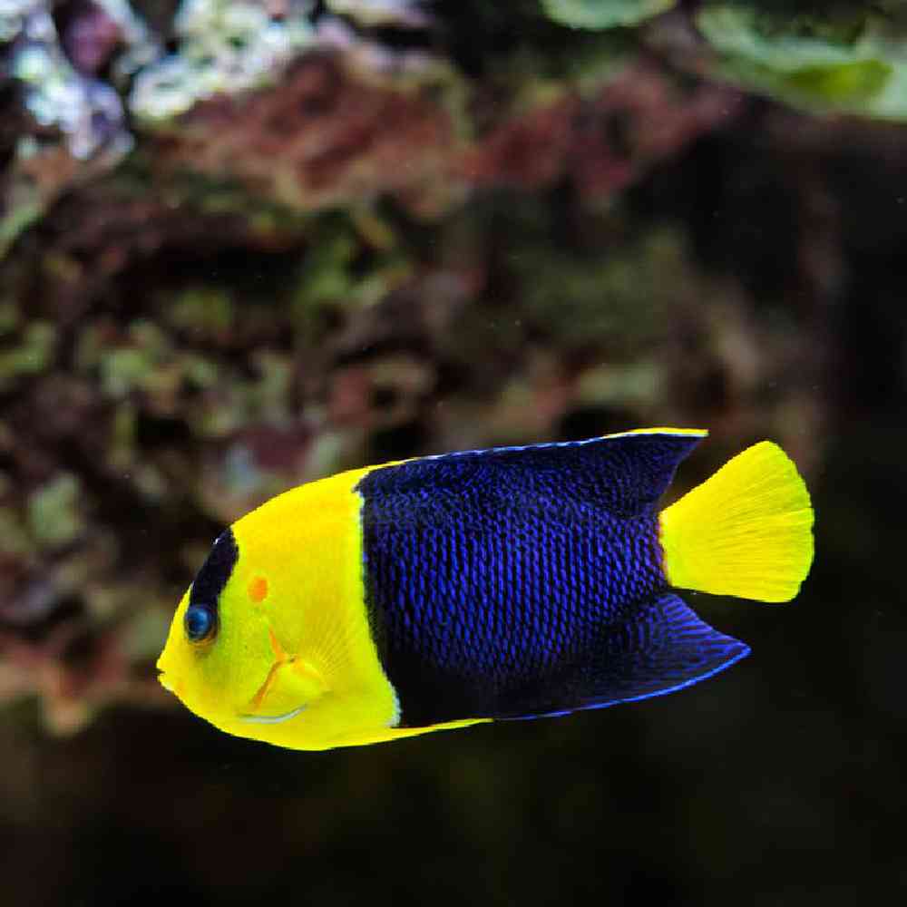 Unknown Angel Bicolor Fiji Saltwater Fish for sale