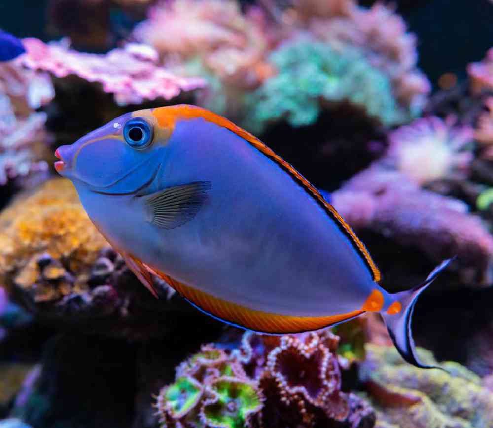 Unknown Tangs Unicorn Saltwater Fish for sale