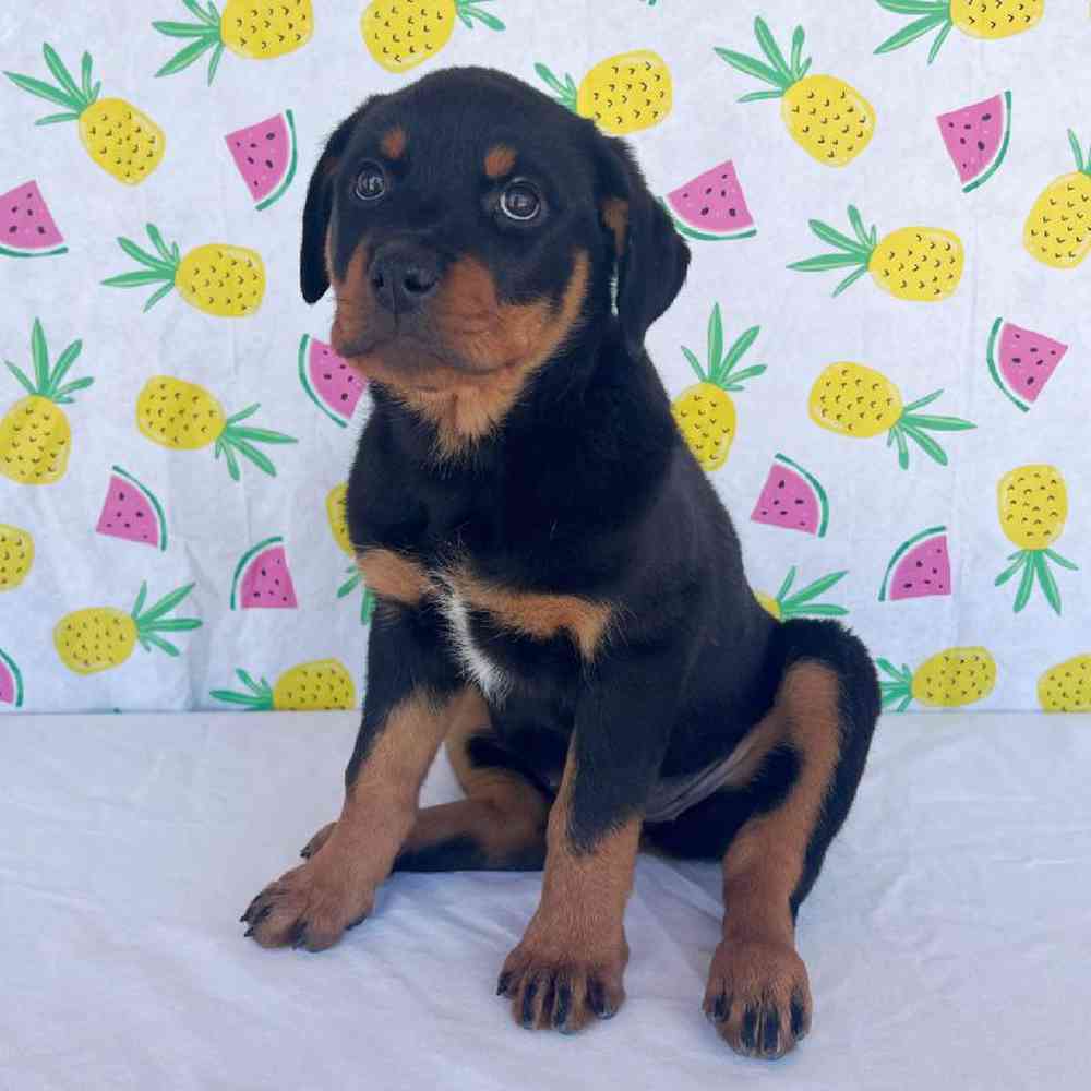 Female Rottweiler Puppy for Sale in Henderson, NV