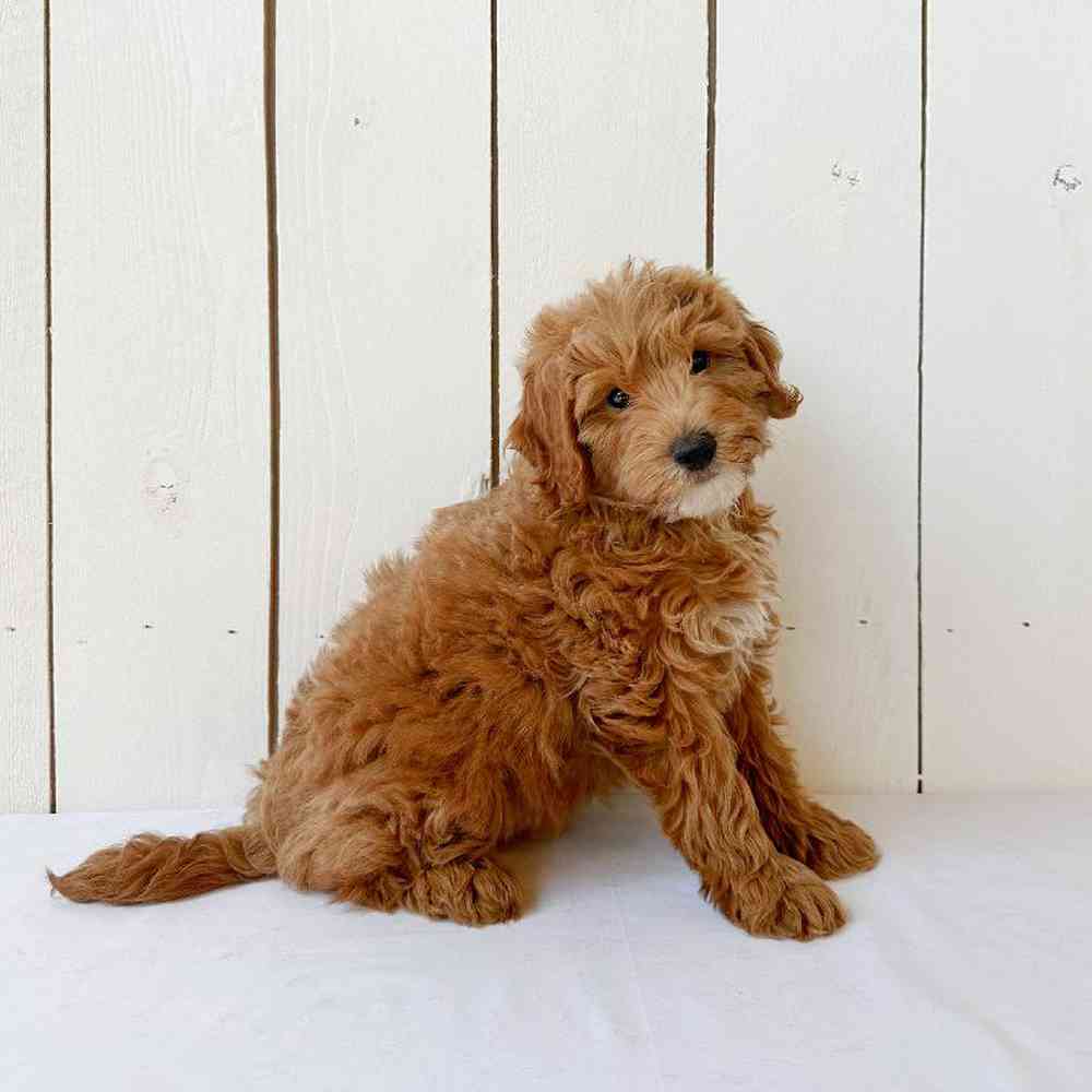 Male Goldendoodle mini 2nd Gen Puppy for Sale in Las Vegas, NV