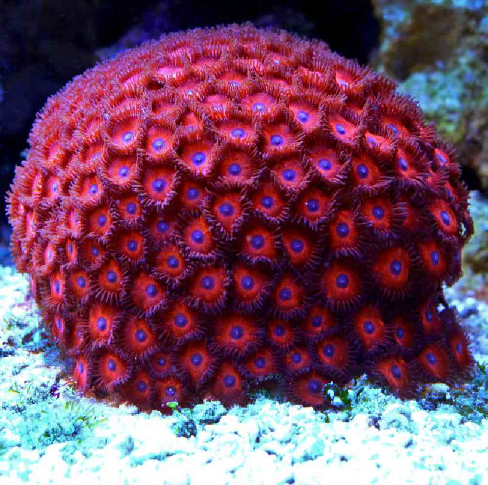Zoanthid Nuclear Red