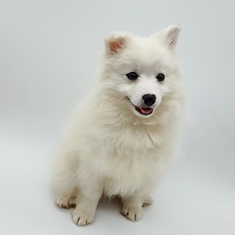 Female American Eskimo Puppy for Sale in Cedar City, UT