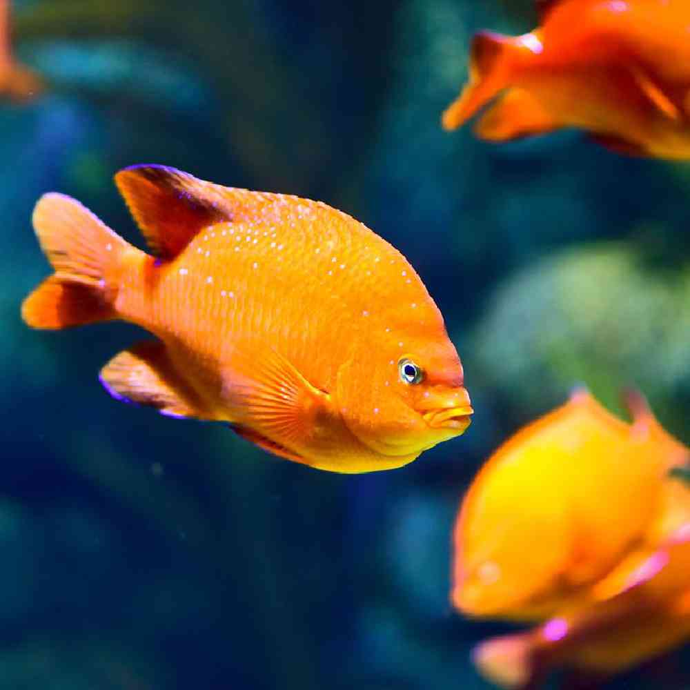 Unknown Damsel Orange Saltwater Fish for sale