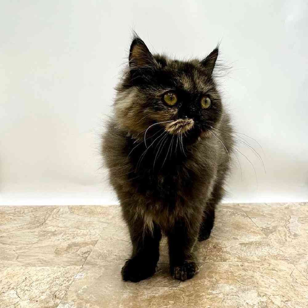 Female Kitten Persian Kitten for Sale in West Jordan, UT