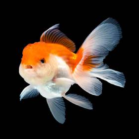 Goldfish Fancy
