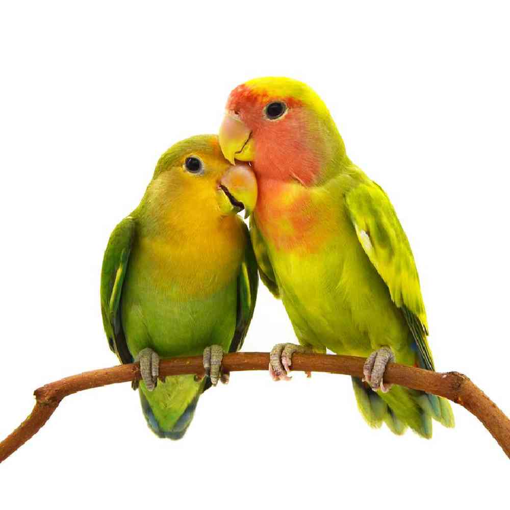 Parrot Love Bird