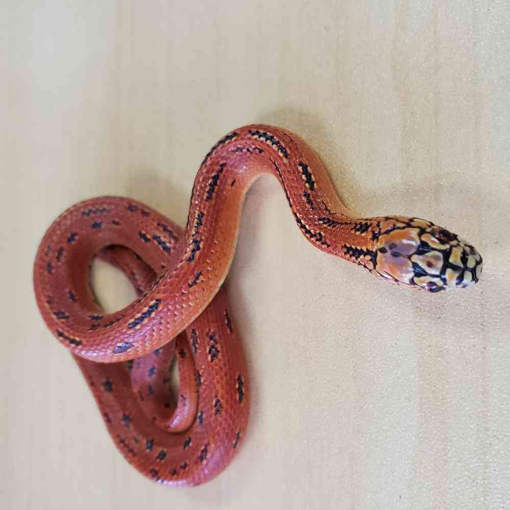 Unknown Hypo-Mosiac Florida King Snake Reptile for sale