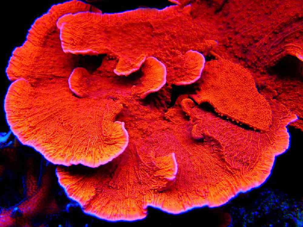 Unknown Montipora Candy Apple Coral for sale