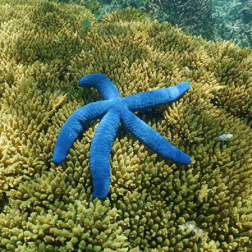 Unknown Sea Star Linckia Blue Saltwater Invert for sale