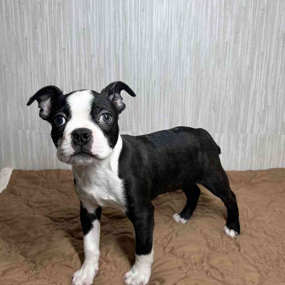 Male Boston Terrier Puppy for Sale in Vineyard, UT