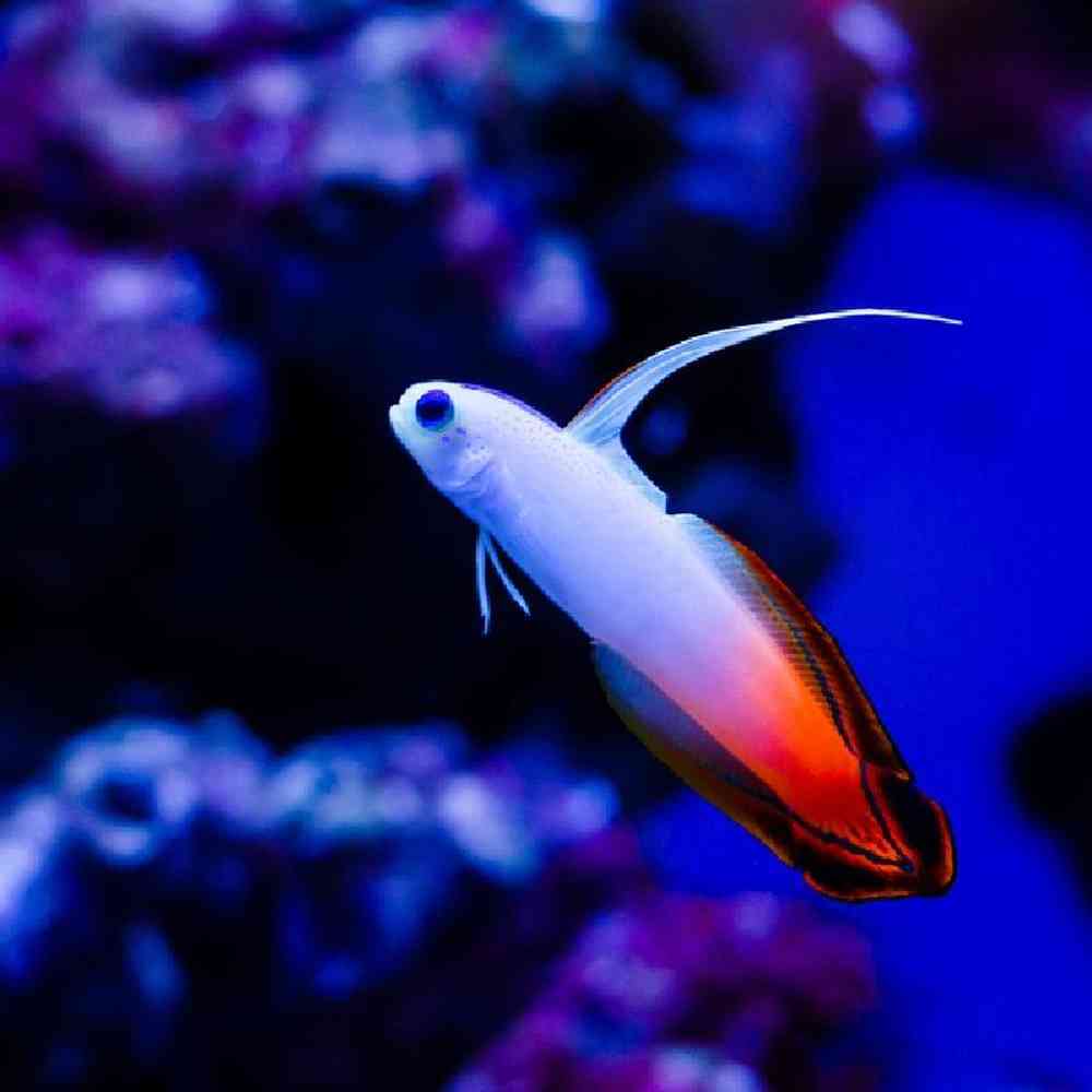 Unknown Gobies Firefish Saltwater Fish for sale