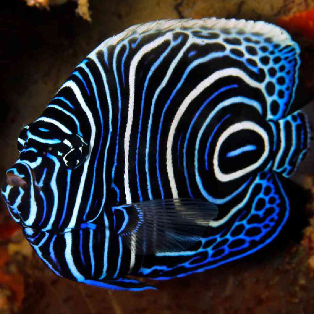 Unknown Angel Imperator Juvenile Saltwater Fish for sale
