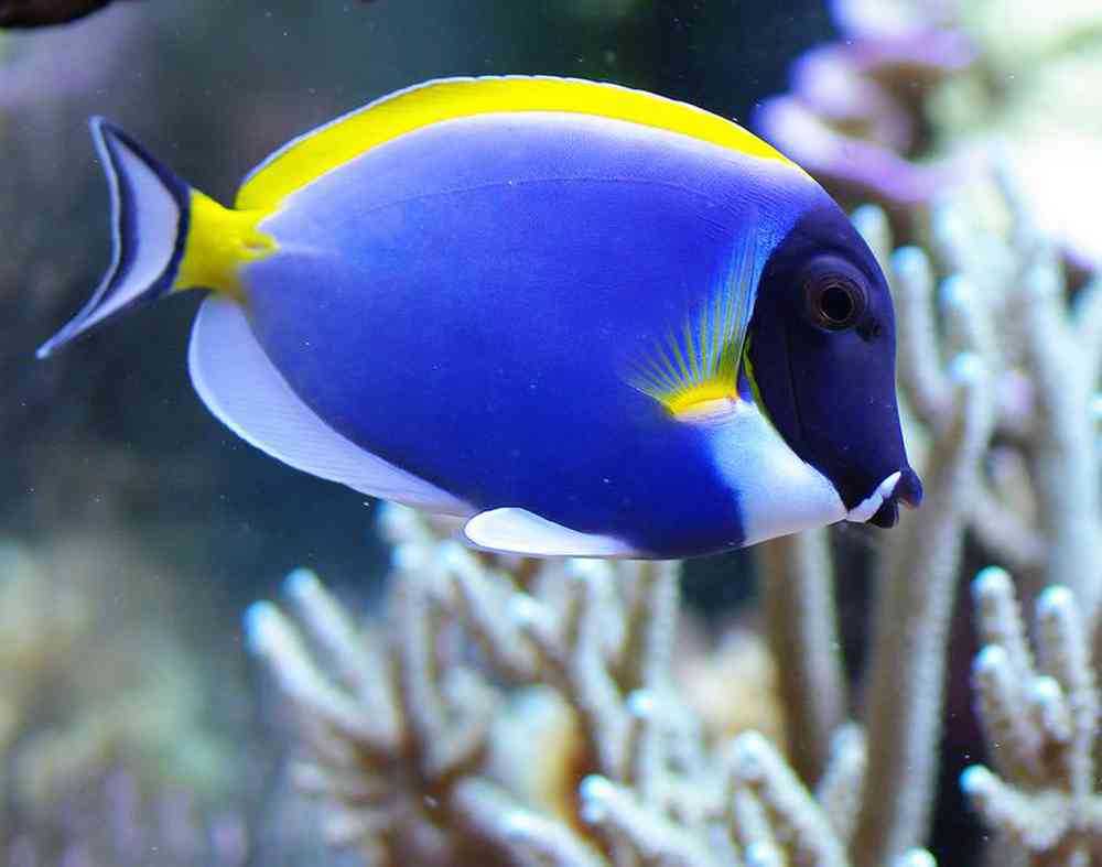 Unknown Tangs Powder Blue Saltwater Fish for sale