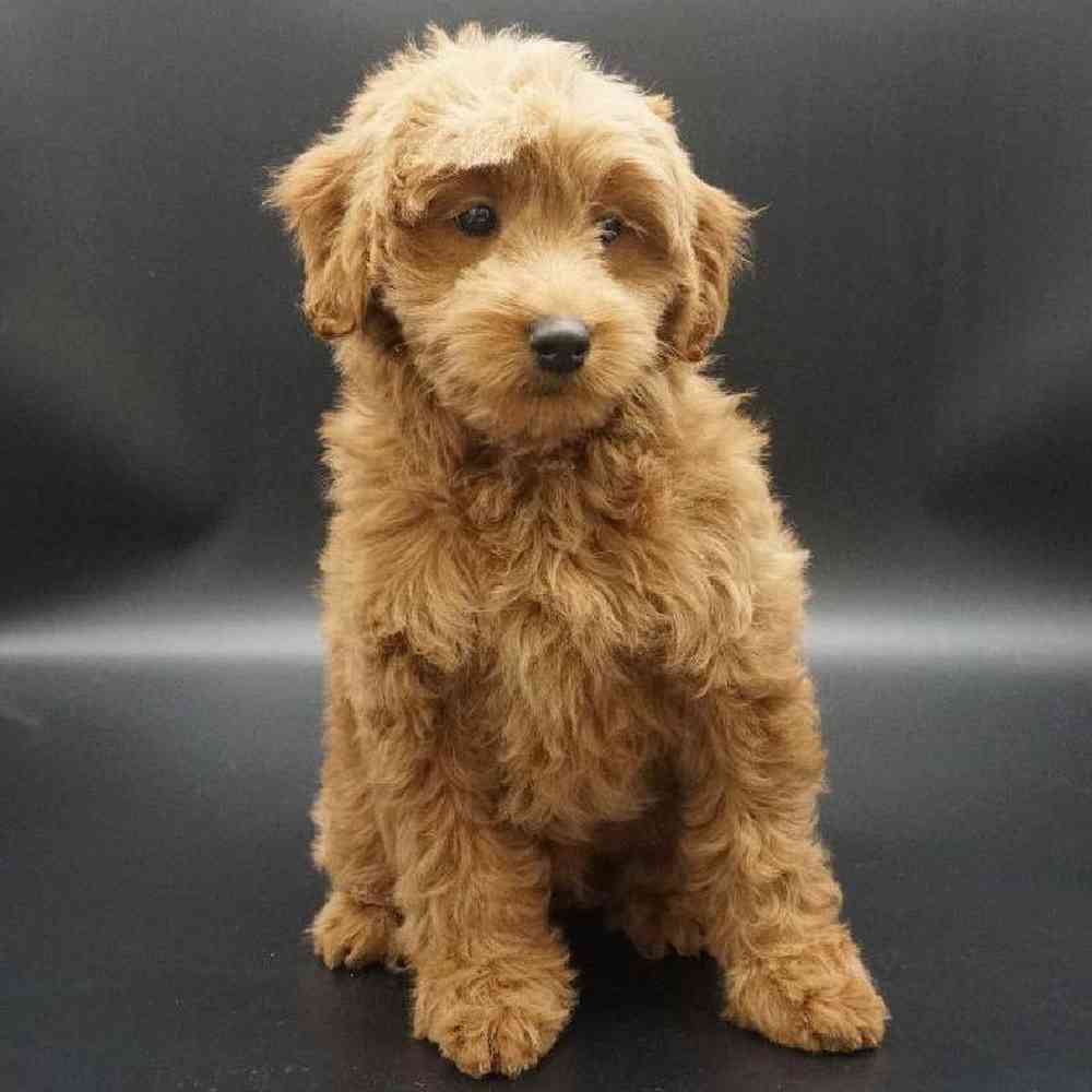 Female Goldendoodle mini Puppy for Sale in St. George, UT