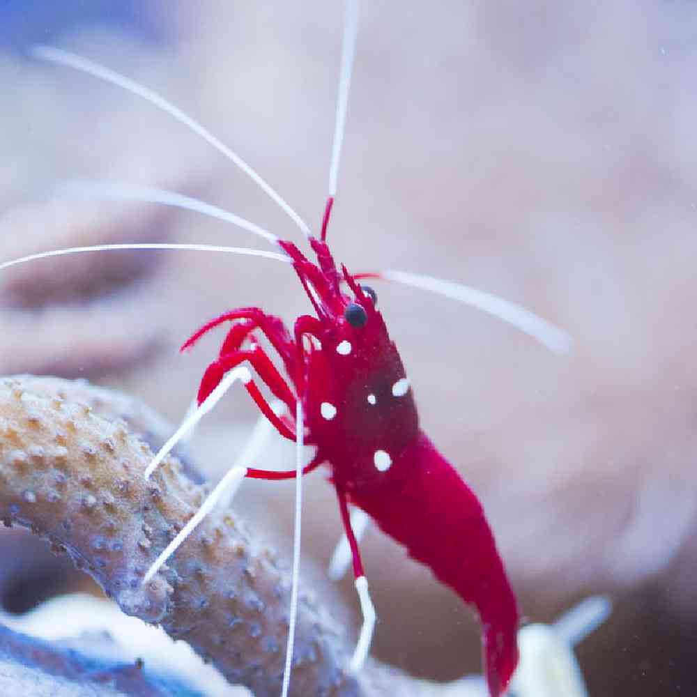 Unknown Shrimp Blood Red Fire Saltwater Invert for sale