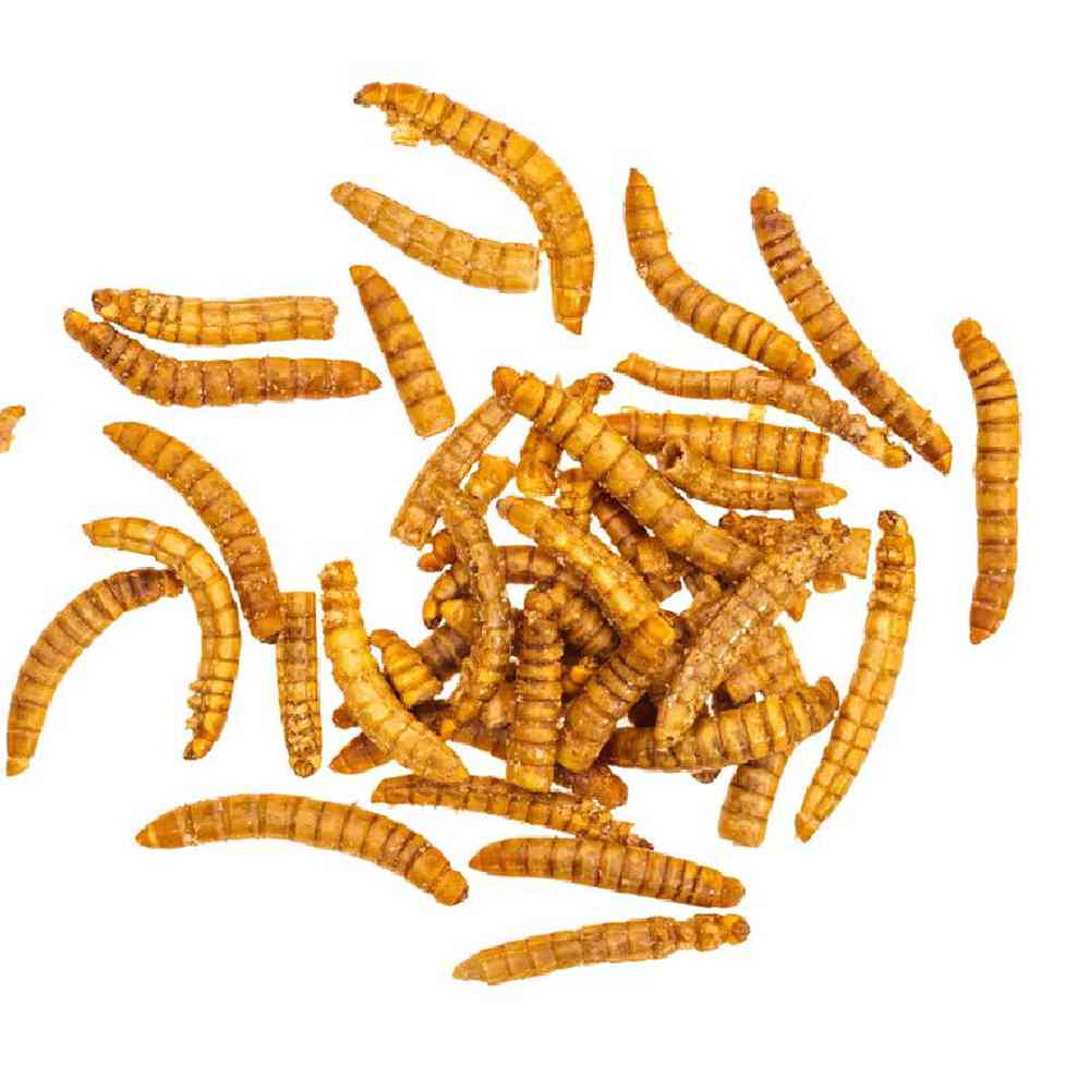 Unknown Mealworms Bugs & Feeder for sale