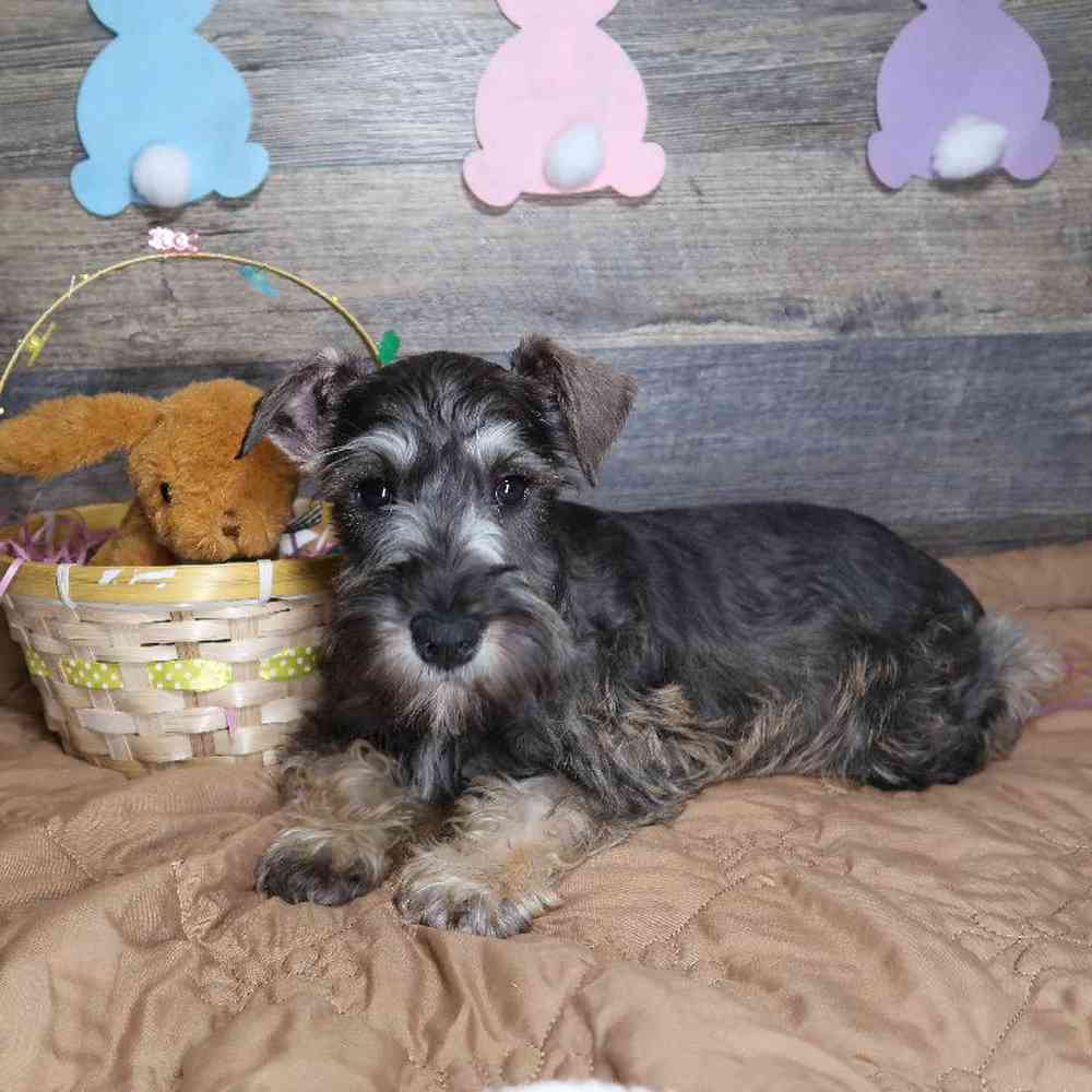 Male Mini Schnauzer Puppy for Sale in Vineyard, UT