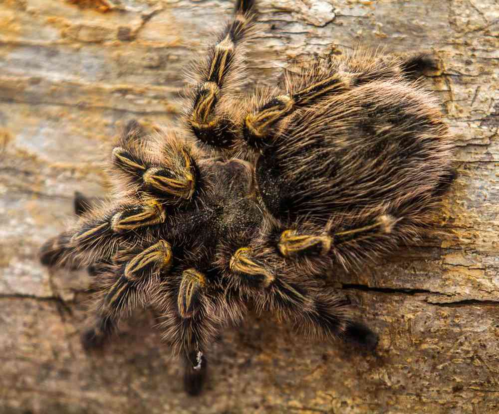 Unknown Tarantula Curly Hair Spider Arachnid for sale