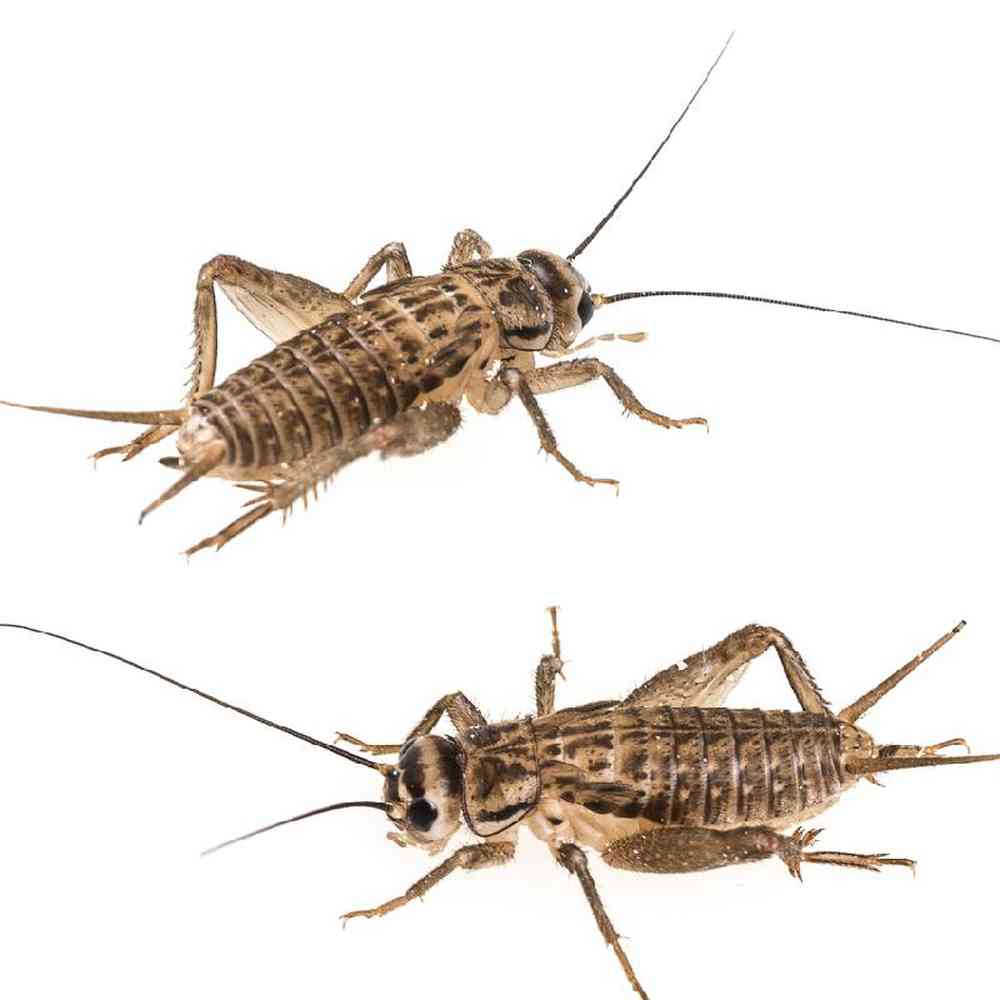 Unknown Crickets Small Medium Large Bugs & Feeder for sale