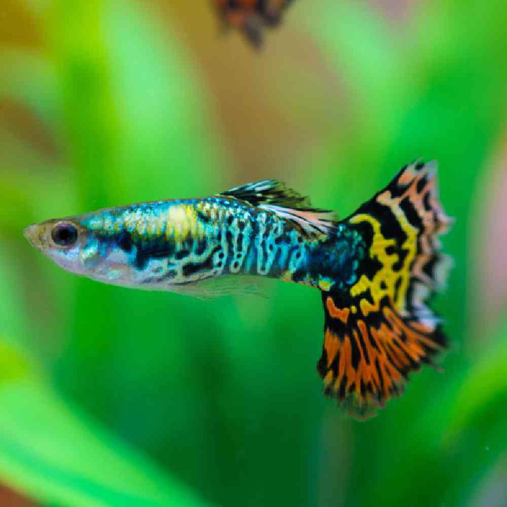 Unknown Fancy Guppies Freshwater Fish for sale