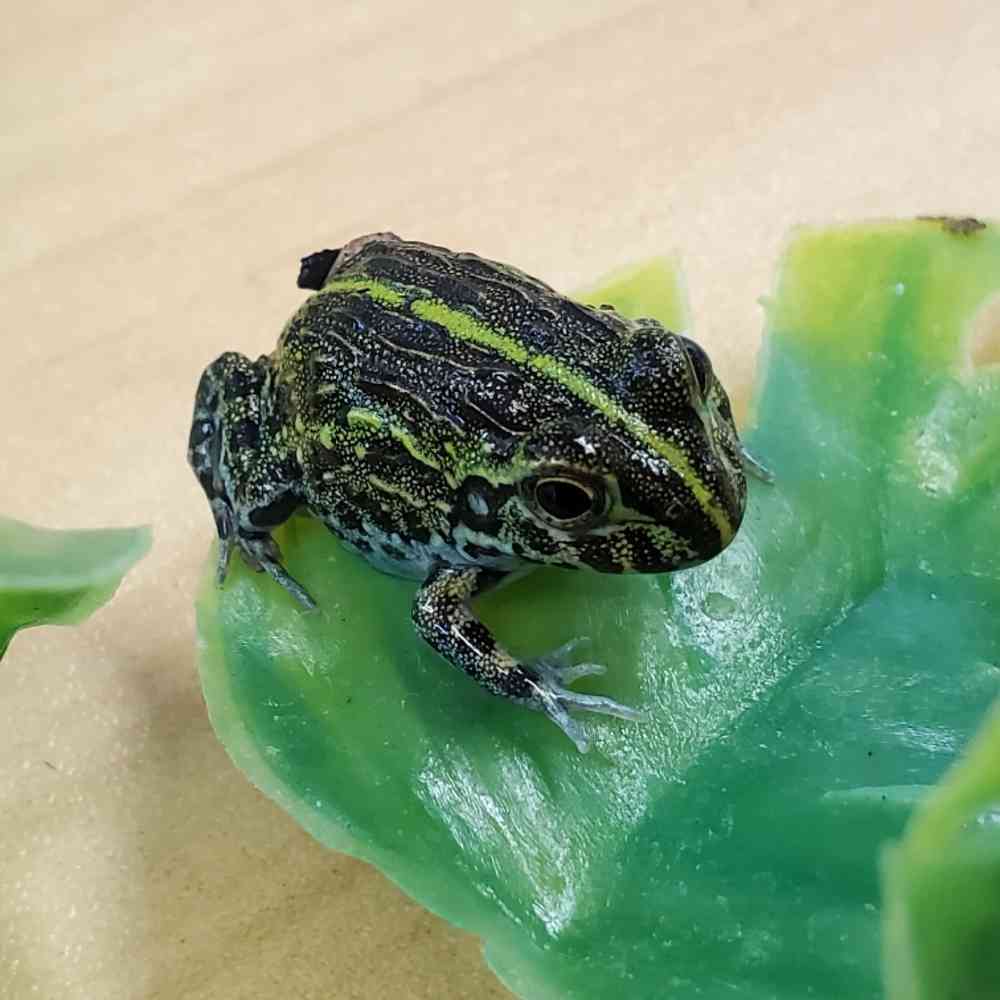 Frog Pixie Frog