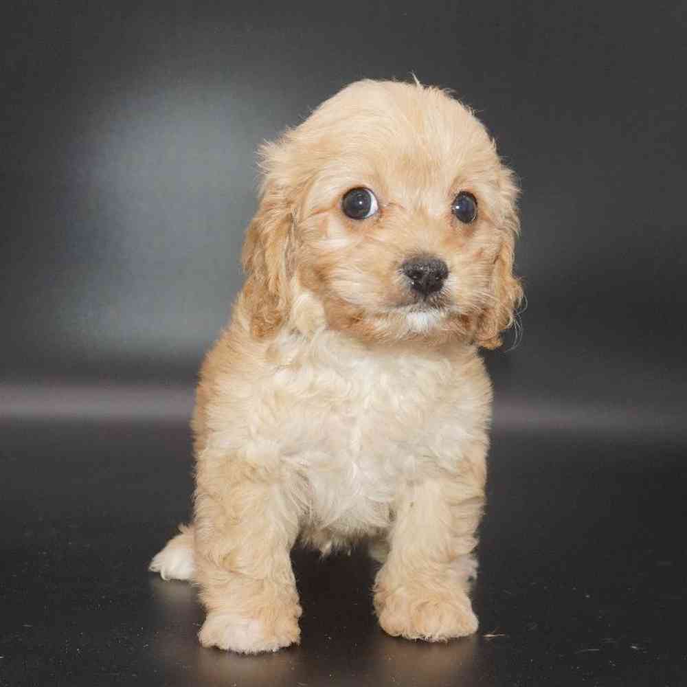 Male Cavapoo Puppy for Sale in Cedar City, UT