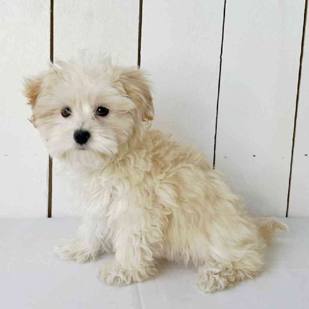 Male Maltipoo Puppy for Sale in Las Vegas, NV