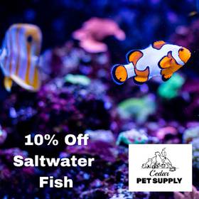 A Saltwater Fish Special