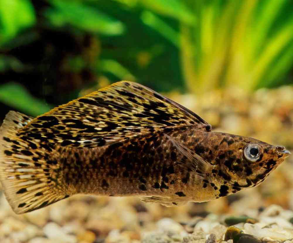 Unknown Mollies Freshwater Fish for sale