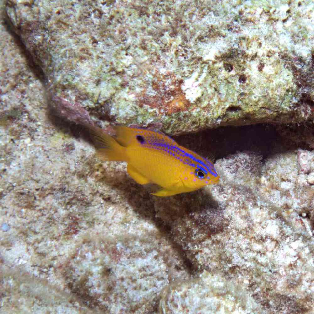 Unknown Damsel Beau Gregory Saltwater Fish for sale