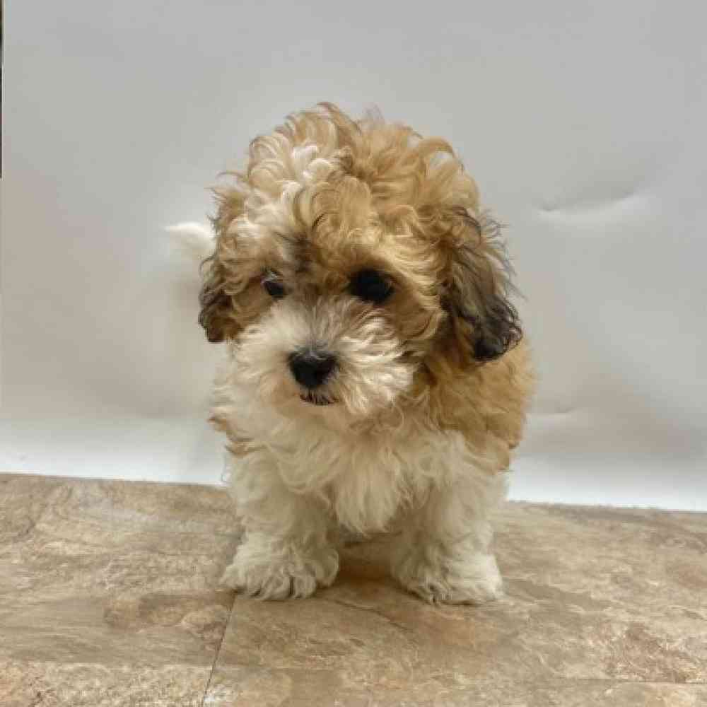 Male Shipoo Puppy for Sale in St. George, UT