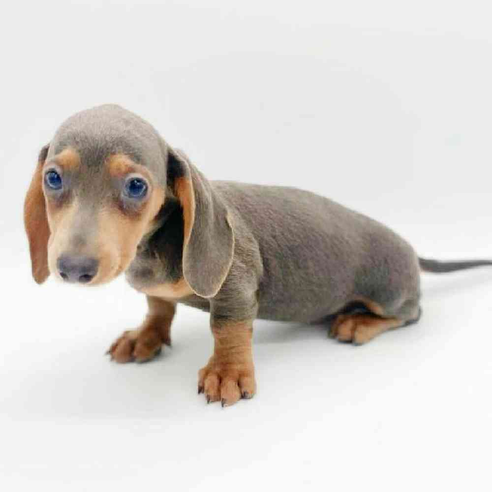 Male Dachshund Puppy for Sale in Las Vegas, NV