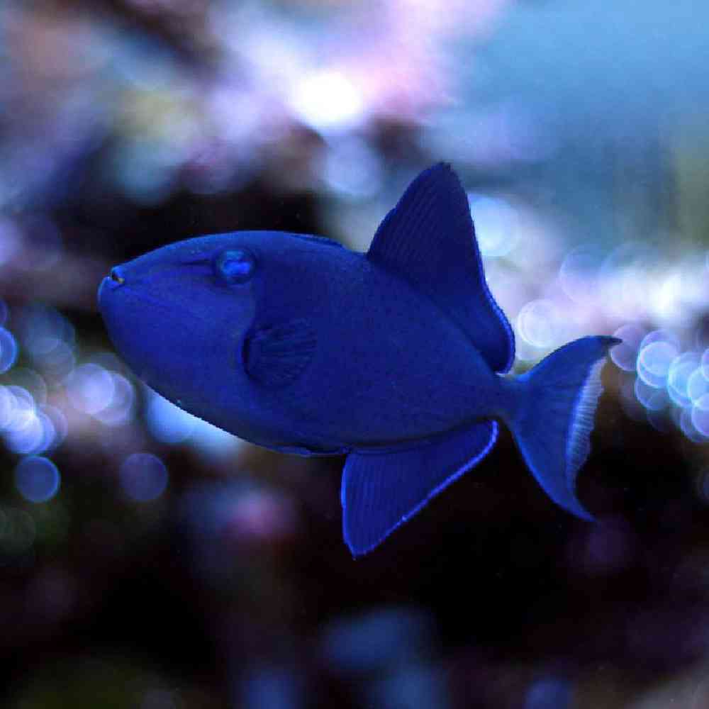 Unknown Triggers Niger Saltwater Fish for sale