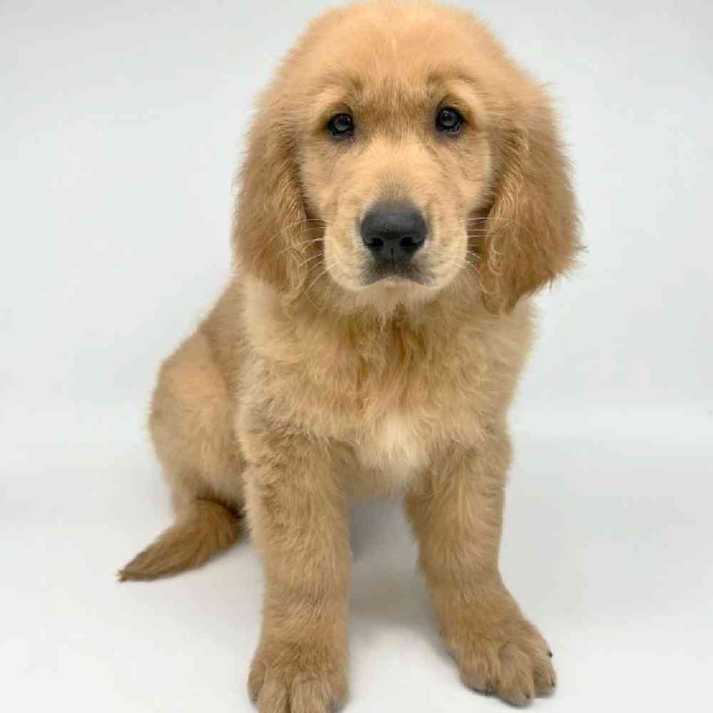 Male Golden Retriever Puppy for Sale in Las Vegas, NV