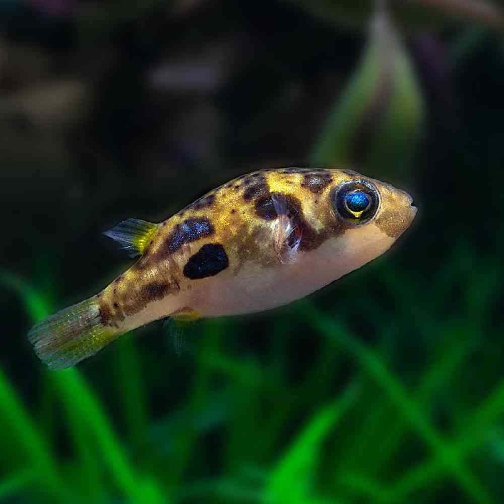 Unknown Freshwater Puffer Freshwater Fish for sale