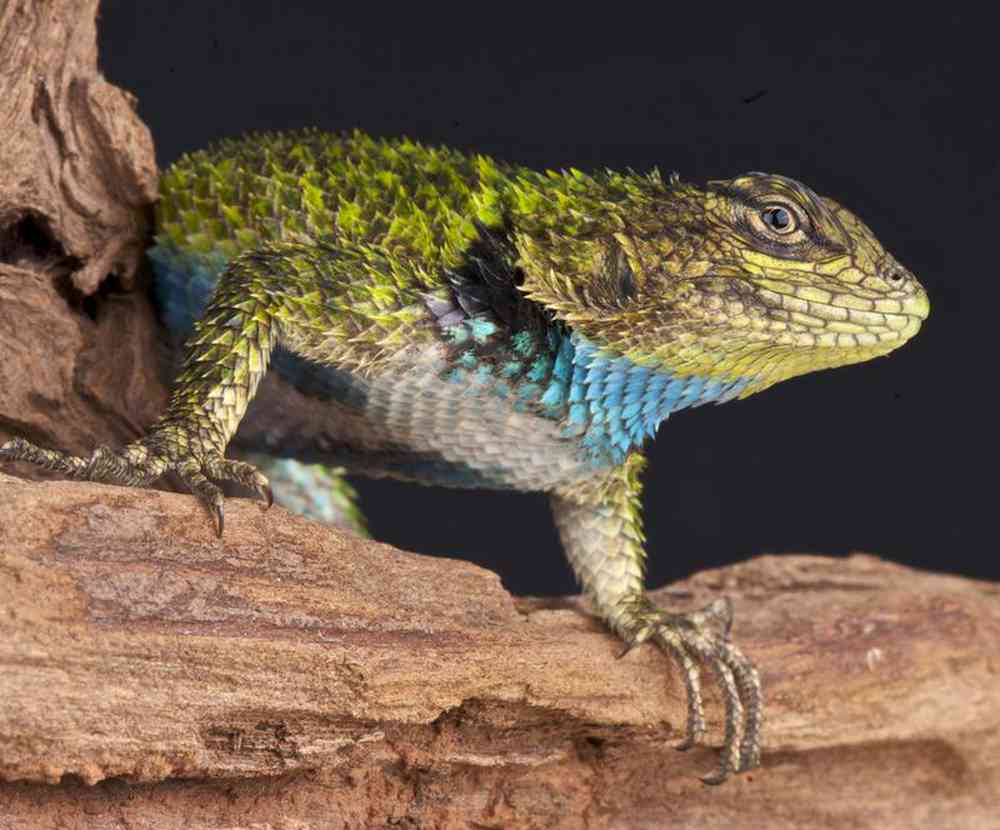 Lizard Emerald Swift