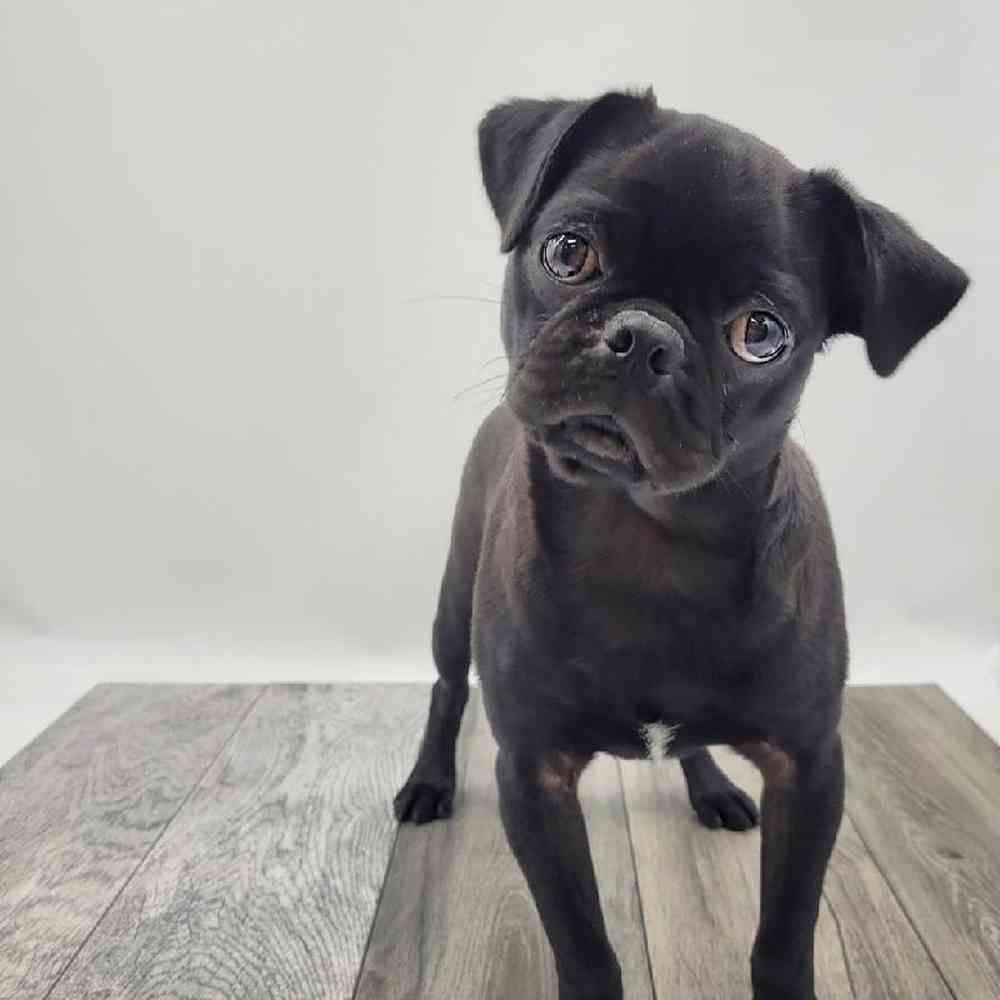 Male Pug Puppy for Sale in St. George, UT