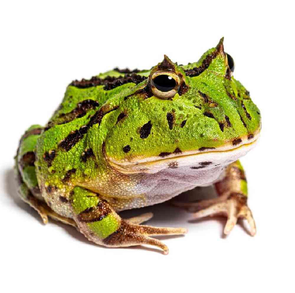 Frog Pacman Green