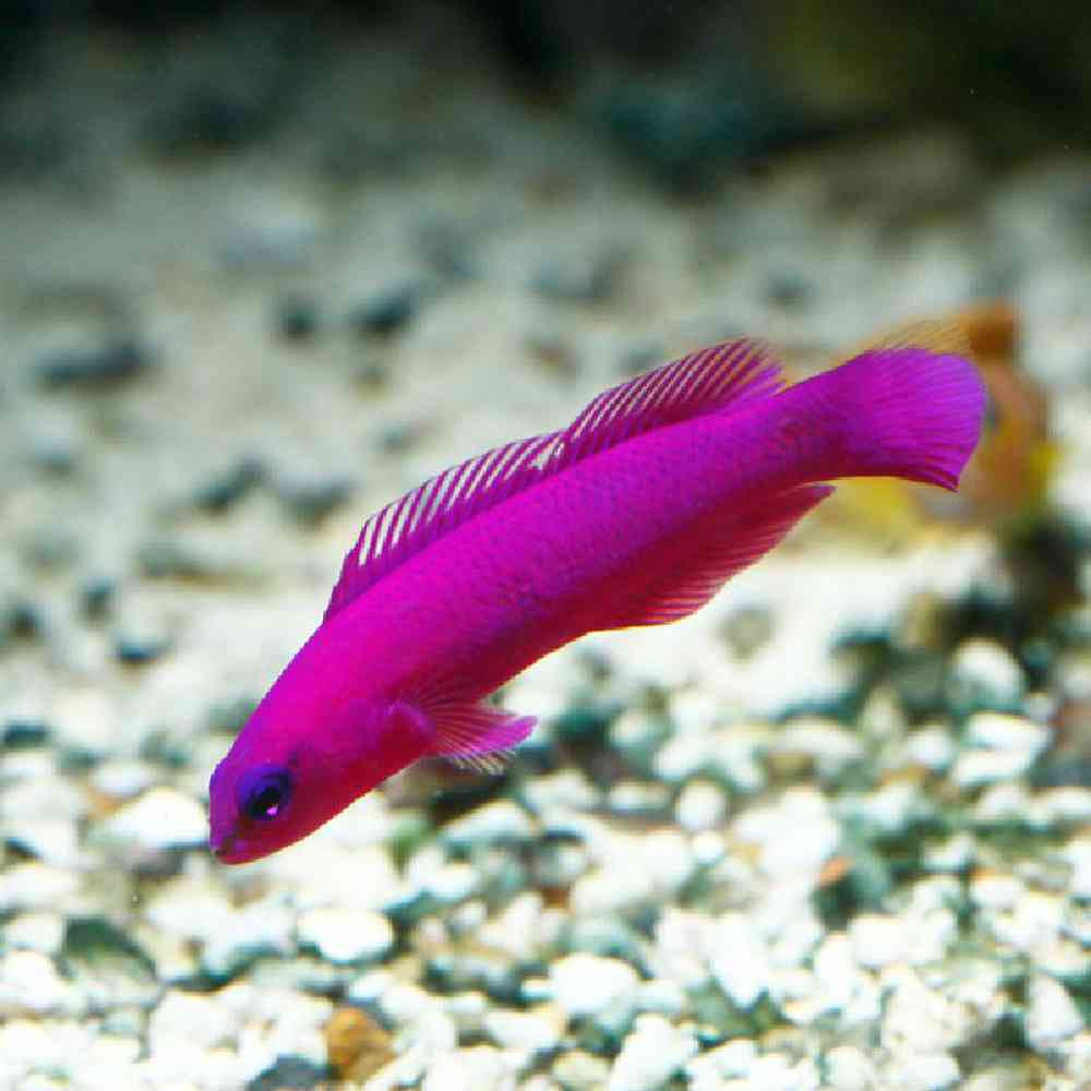 Unknown Dottyback Magenta Saltwater Fish for sale