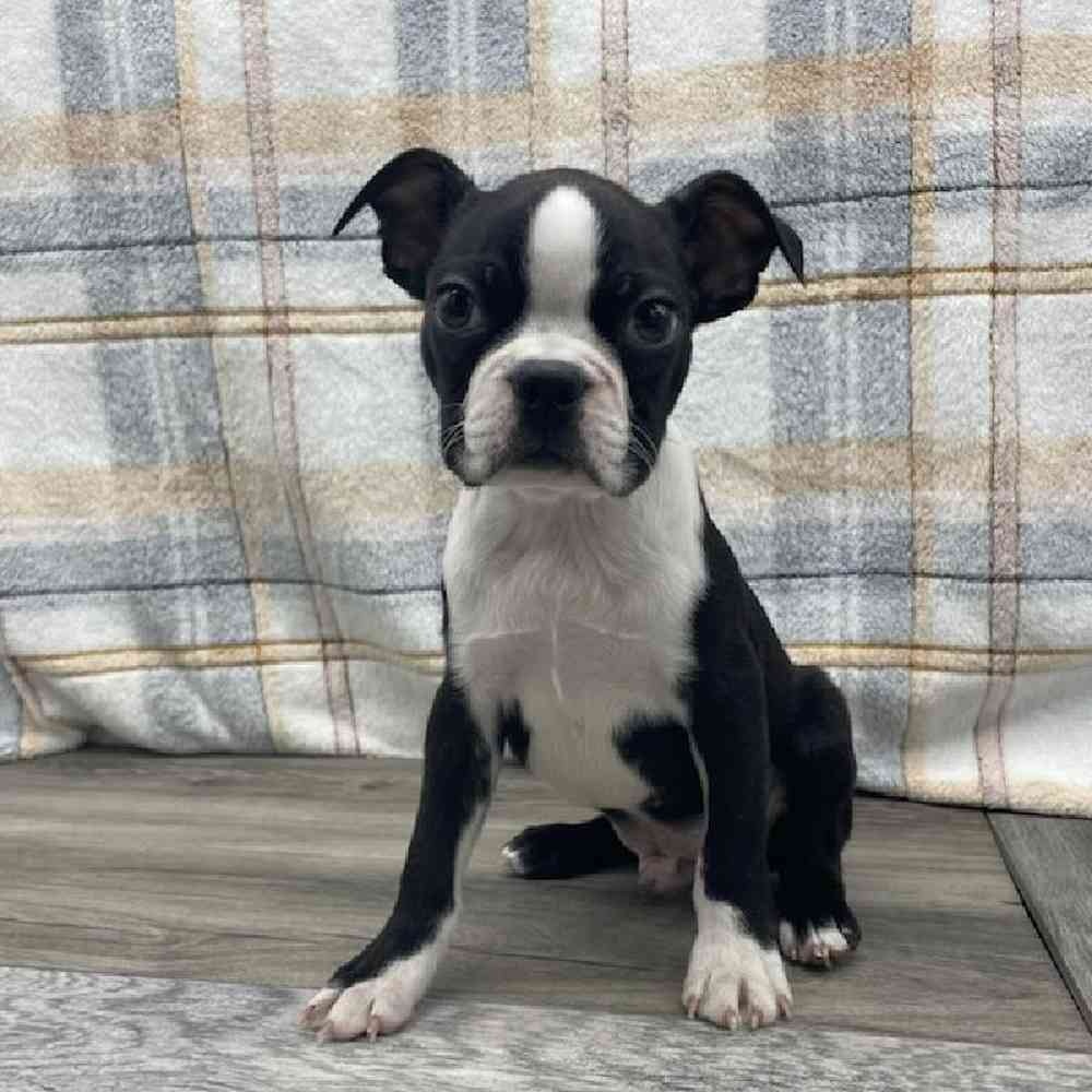 Male Boston Terrier Puppy for Sale in West Jordan, UT