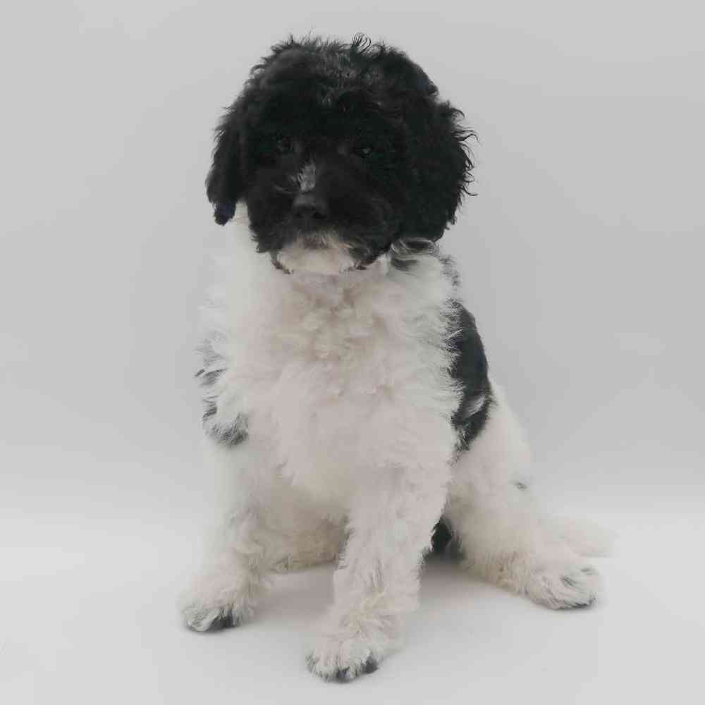 Female Bernedoodle Mini 2nd Gen Puppy for Sale in Henderson, NV