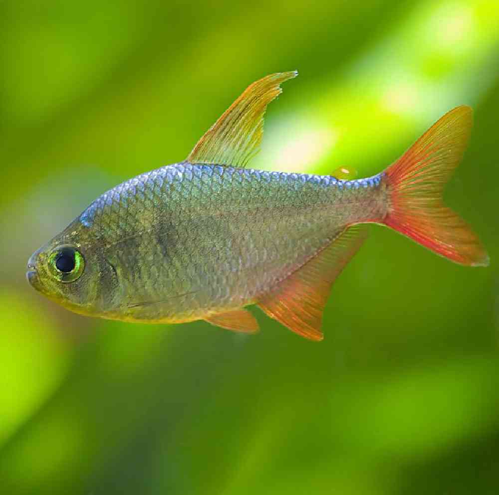 Unknown Barbs Freshwater Fish for sale